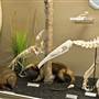Museum of Osteology