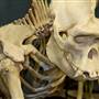 Museum of Osteology