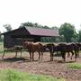 NFL Farms