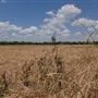 Stinchcomb Wildlife Refuge
