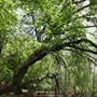 Stinchcomb Wildlife Refuge