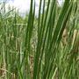 Stinchcomb Wildlife Refuge