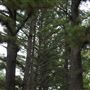 The Fairy Forest