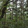 The Fairy Forest