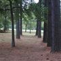 The Fairy Forest