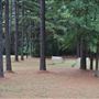 The Fairy Forest