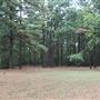 The Fairy Forest