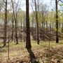 N Pumpkin Hollow Field
