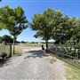 Nellis Vineyards