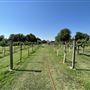 Nellis Vineyards