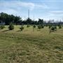 McKinney Seasonal Christmas Tree Farm & Pasture
