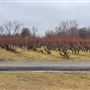 The Peach Barn - Orchard & Bakery