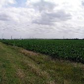 Arcadia Corn Fields