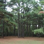 The Fairy Forest