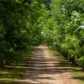 Dirt Country Road