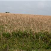 Landfill Rd Field