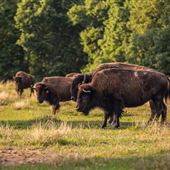 Cherokee Nation Bison Ranch