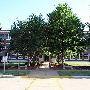 Langston University