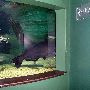 Oklahoma Aquarium - Jenks