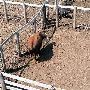 Oklahoma City Stockyards