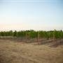 Ingel's Winery