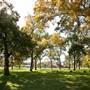 Benson Park Pecans