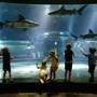 Oklahoma Aquarium - Jenks
