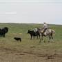 Maple YL Ranch