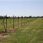 Silvertop Farm & Vineyards