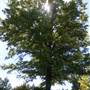 Centennial Park