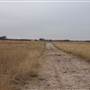 Woodward - Energy Field