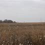 Dirt Road EW40 - Woodward