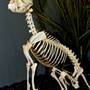 Museum of Osteology