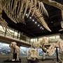Museum of Osteology