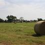 NFL Farms