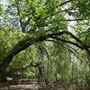 Stinchcomb Wildlife Refuge