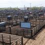 Oklahoma National Stockyard Exchange