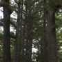 The Fairy Forest