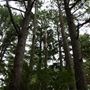 The Fairy Forest