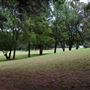 The Fairy Forest