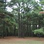 The Fairy Forest