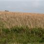 Landfill Rd Field