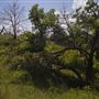 Rydell Ranch