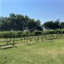 Nellis Vineyards