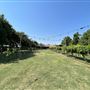 Nellis Vineyards