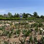 Will Rogers Gardens
