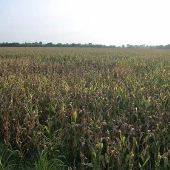 Pauls Valley Cornfields