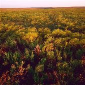 Tallgrass Prairie