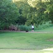 Dog Park