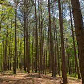 Pine Ridge Trail - JT Nickel Nature and Wildlife Preserve